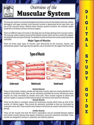 cover image of Muscular System ( Blokehead Easy Study Guide)